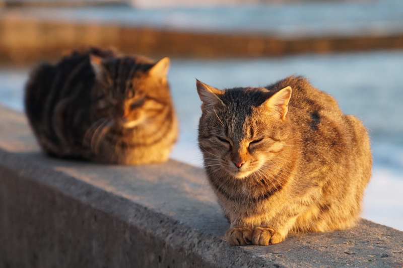 Cats, Sochi