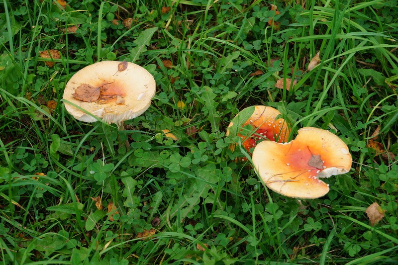 Belarus