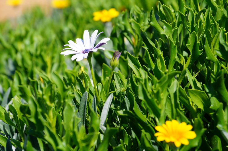 Flower, Cyprus